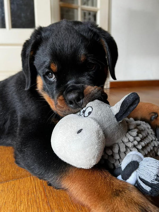 Photo chiot beagle qui joue avec une peluche canard sur un tapis
