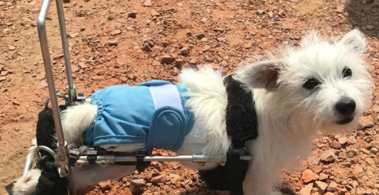 L'adoption d'un chien Handicapé, ce qu'il faut savoir avant de se lancer !