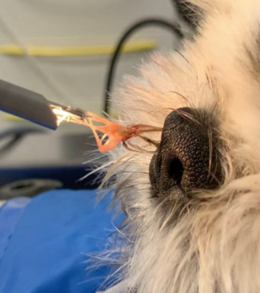 Les épillets : un grand danger pour nos chiens