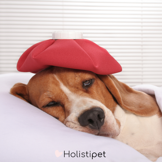 Comment reconnaître et soigner un coup de chaleur chez le chien