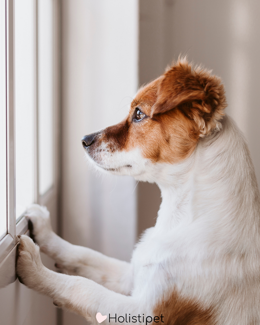 Stress chez le chien : le détecter et l'apaiser