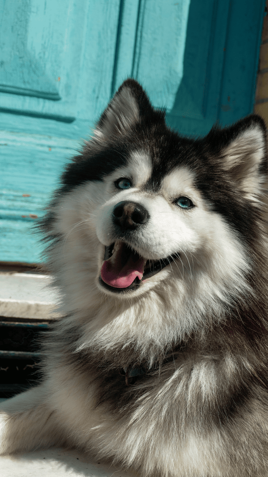 Pomsky noir et blanc sur fond bleu