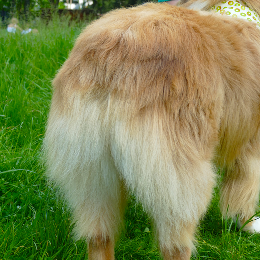 chien berger australien chien mignon chien