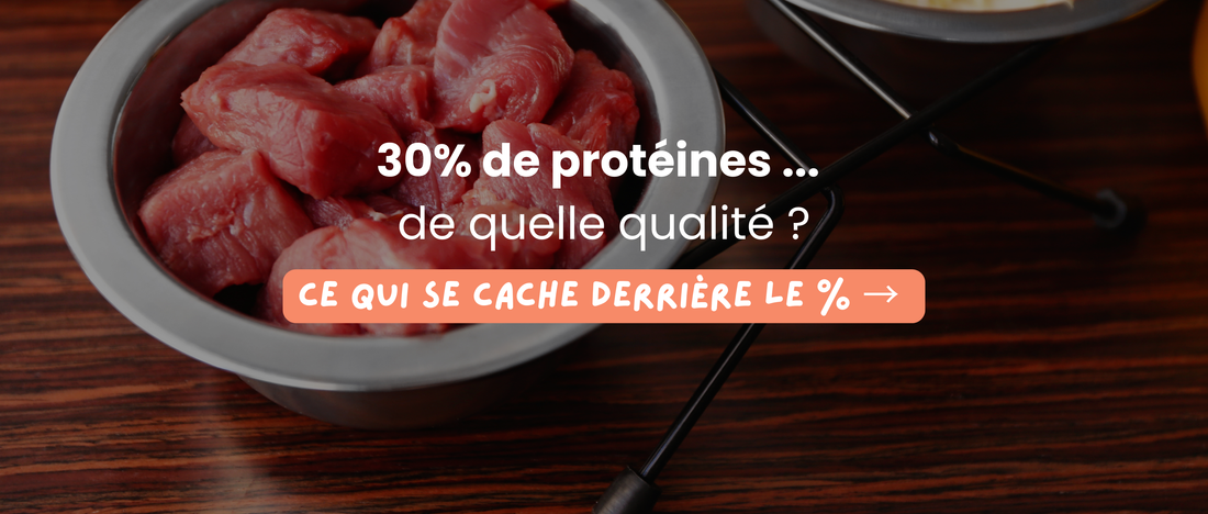 Protéines dans les croquettes pour chien : comment évaluer leur qualité ?