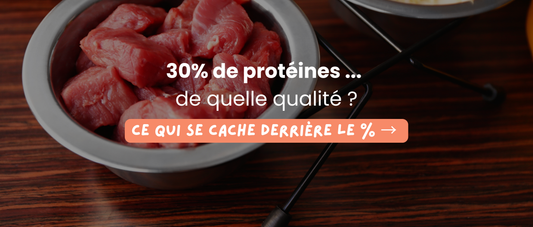 Protéines dans les croquettes pour chien : comment évaluer leur qualité ?