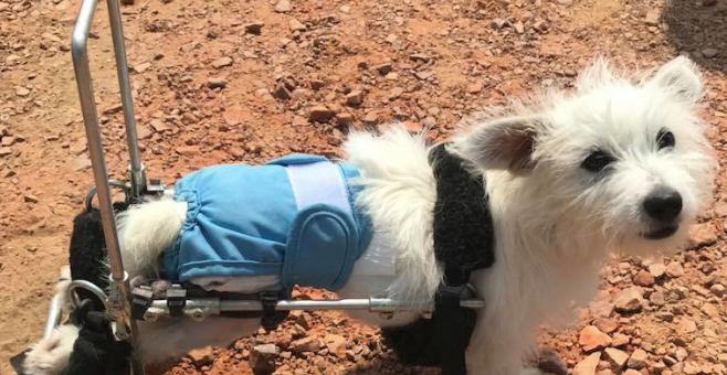 L'adoption d'un chien Handicapé, ce qu'il faut savoir avant de se lancer !