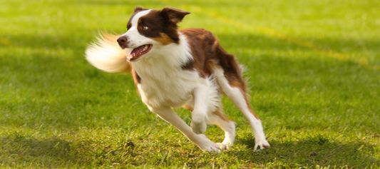 Comment prévenir les douleurs articulaires chez le chien dès la croissance