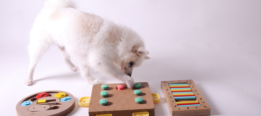 Stimuler l’intellect de votre chien : les jeux olfactifs faits maison
