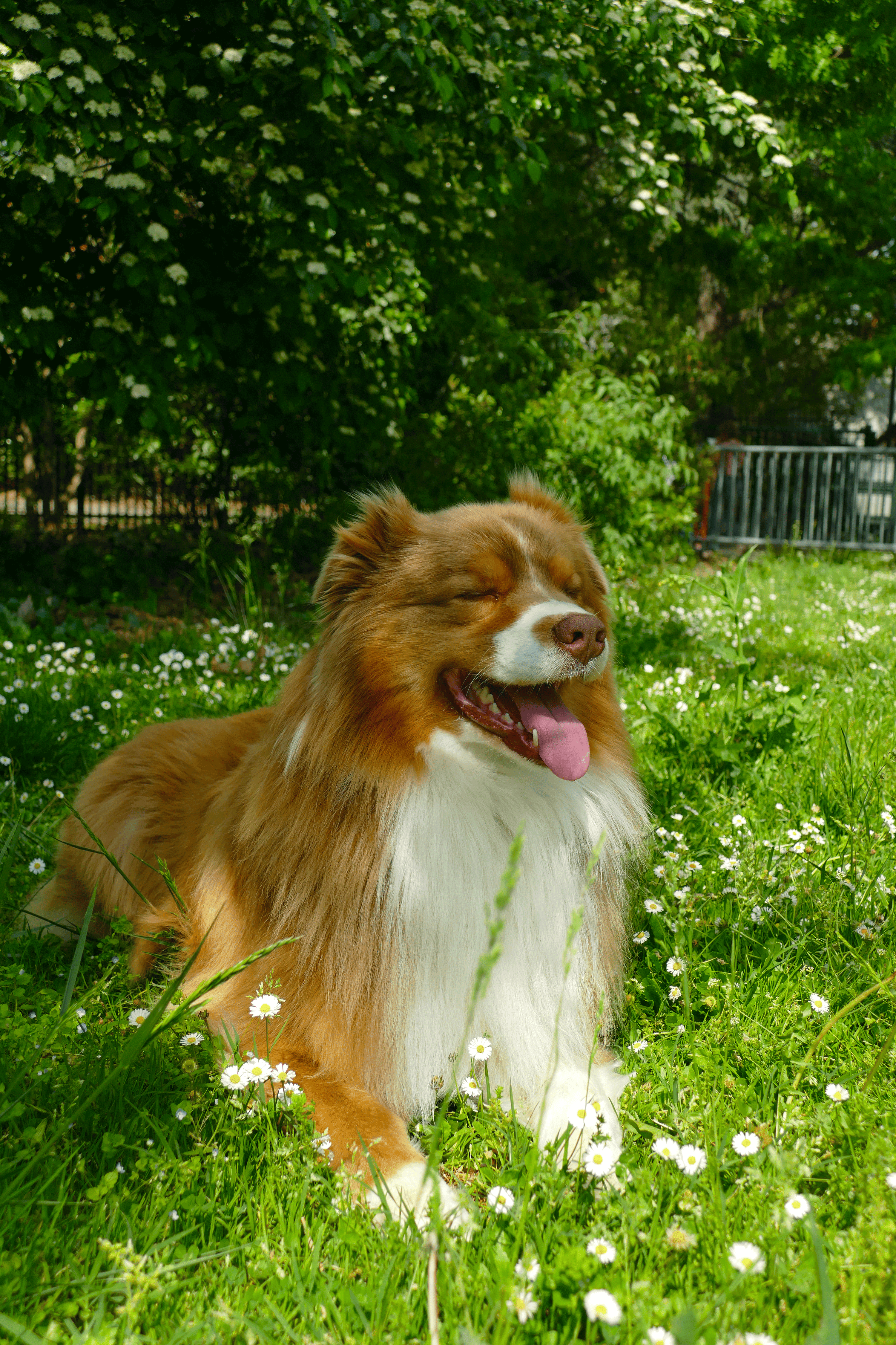 berger australien herbes jardin chien 