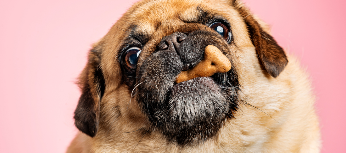 Transition alimentaire du chien : comment éviter les troubles digestifs ?