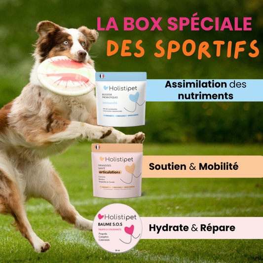 La Box-Des Sportifs 🐕
